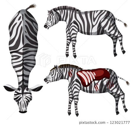 Zebra Anatomy and Patterns Illustration Zebra Anatomy and Patterns Illustration 123021777