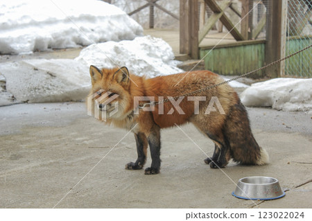 宮城藏王狐狸村的狐狸 宮城藏王狐狸村的狐狸 123022024