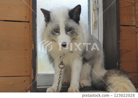 宮城藏王狐狸村 Platinum Fox 123022028