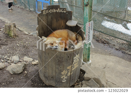 Foxes in Miyagi Zao Fox Village 123022029