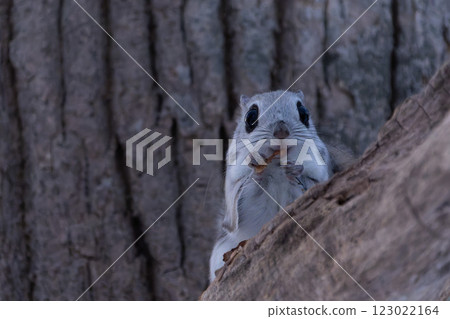 Hokkaido, Siberian flying squirrel, small animal, mammal, cute 123022164
