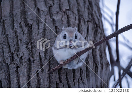 Hokkaido, Siberian flying squirrel, small animal, mammal, cute 123022188
