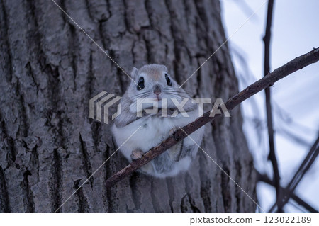 Hokkaido, Siberian flying squirrel, small animal, mammal, cute Hokkaido, Siberian flying squirrel, small animal, mammal, cute 123022189