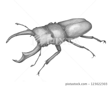 鍬形蟲_鉛筆素描 123022303