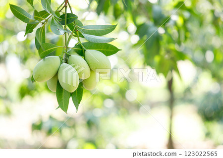 Plum Mango or Marian Plum fruit tree in tropical garden. Plum Mango or Marian Plum fruit tree in tropical garden. 123022565