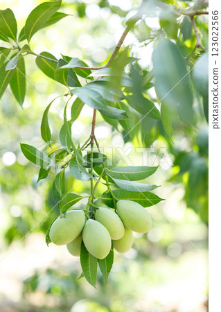 Plum Mango or Marian Plum fruit tree in tropical garden. Plum Mango or Marian Plum fruit tree in tropical garden. 123022566