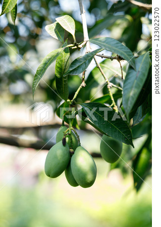 Plum Mango or Marian Plum fruit tree in tropical garden. Plum Mango or Marian Plum fruit tree in tropical garden. 123022570