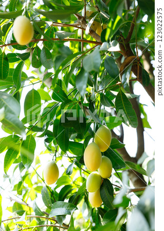 Plum Mango or Marian Plum fruit tree in tropical garden. Plum Mango or Marian Plum fruit tree in tropical garden. 123022575