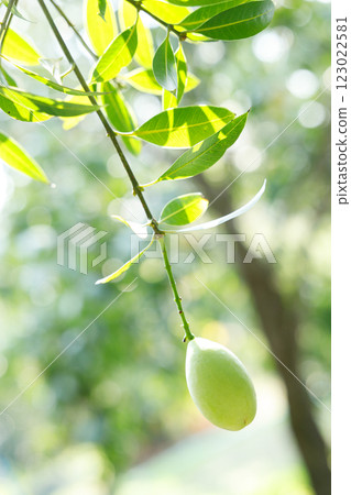 Plum Mango or Marian Plum fruit tree in tropical garden. Plum Mango or Marian Plum fruit tree in tropical garden. 123022581