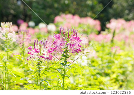 Cleome or Spider flower or Bee plants cheerful blooming in park. Cleome or Spider flower or Bee plants cheerful blooming in park. 123022586