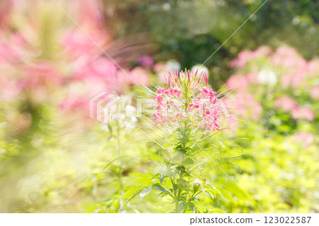 Cleome or Spider flower or Bee plants cheerful blooming in park. 123022587