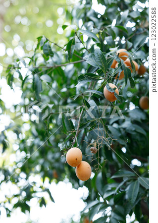 Plum Mango or Marian Plum fruit tree in tropical garden. 123022588