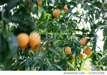Plum Mango or Marian Plum fruit tree in tropical garden. 123022590