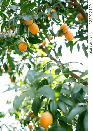 Plum Mango or Marian Plum fruit tree in tropical garden. 123022599