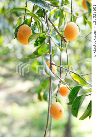 Plum Mango or Marian Plum fruit tree in tropical garden. Plum Mango or Marian Plum fruit tree in tropical garden. 123022601