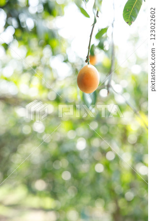 Plum Mango or Marian Plum fruit tree in tropical garden. Plum Mango or Marian Plum fruit tree in tropical garden. 123022602