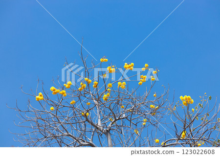 Golden Trumpet tree or Tabebuia chrysotricha cheerful blooming against blue sky. 123022608