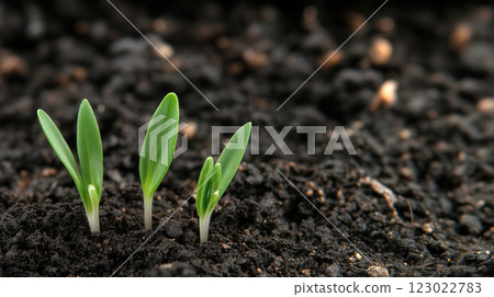 Seedlings Sprouting in a Garden Bed, Close-up of vibrant green seedlings sprouting from dark, rich soil, symbolizing the start of a flourishing spring garden. 123022783