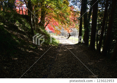 觀音山梅村 2024-12-1 #32 123022953