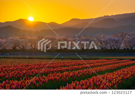 Asahi Funakawa (spring/dawn) 123023127