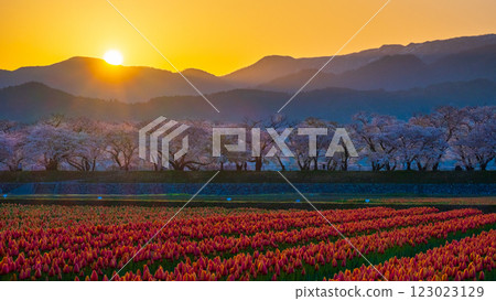 船川朝日(春天/黎明) 船川朝日(春天/黎明) 123023129