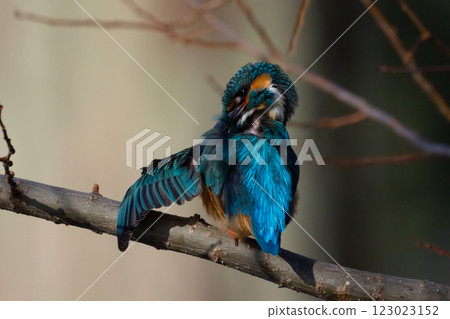 A kingfisher preening on a branch at the waterside of the landscaped pond (boat pond) in Kawagoe Aquatic Park, Kawagoe City, Saitama Prefecture 123023152