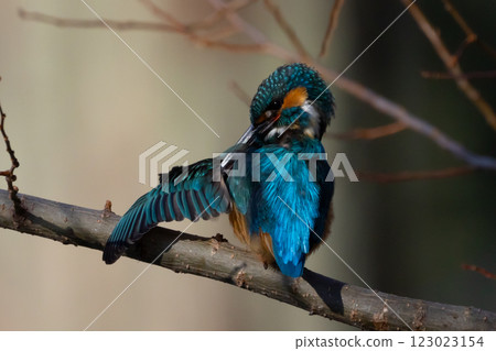 A kingfisher preening on a branch at the waterside of the landscaped pond (boat pond) in Kawagoe Aquatic Park, Kawagoe City, Saitama Prefecture 123023154