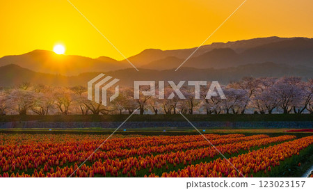 Asahi Funakawa (spring/dawn) Asahi Funakawa (spring/dawn) 123023157