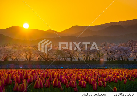Asahi Funakawa (spring/dawn) 123023160