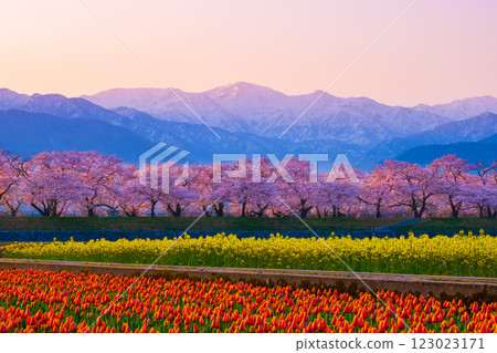 Asahi Funakawa Spring Quartet 123023171