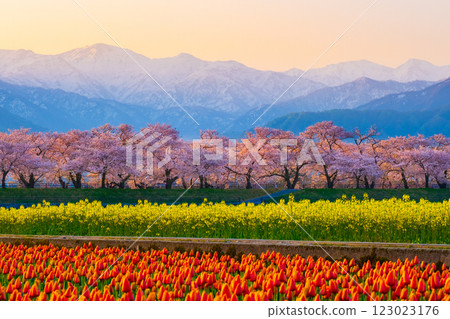 Asahi Funakawa Spring Quartet 123023176