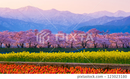 Asahi Funakawa Spring Quartet 123023180