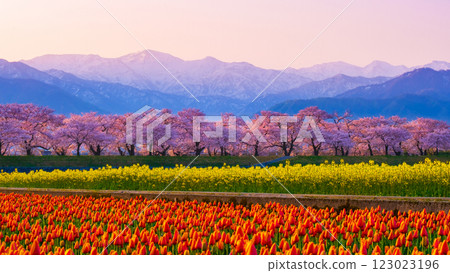 Asahi Funakawa Spring Quartet 123023196