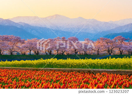 Asahi Funakawa Spring Quartet Asahi Funakawa Spring Quartet 123023207