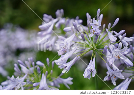 Agapanthus flowers blooming in the garden Agapanthus flowers blooming in the garden 123023337