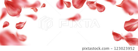 Flying red rose petals scattered on white backdrop 123023952