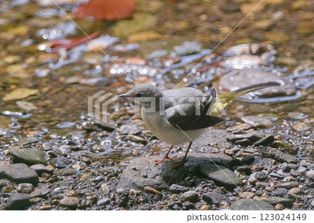 Grey Wagtail, young bird, waterside 123024149