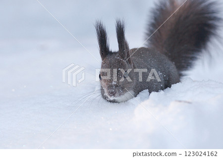 北海道松鼠，雪，在雪下搜尋 123024162