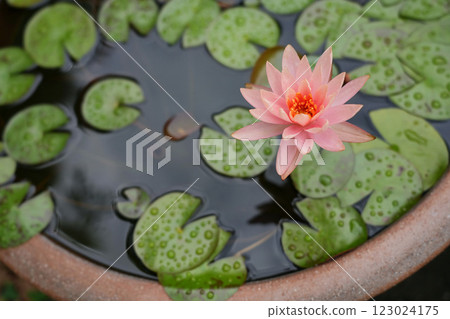 浮在水面上的睡蓮花 123024175