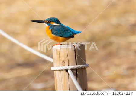 埼玉縣川越市池部川越水上公園,景觀池塘(船池)水邊的翠鳥糞便 埼玉縣川越市池部川越水上公園,景觀池塘(船池)水邊的翠鳥糞便 123024227