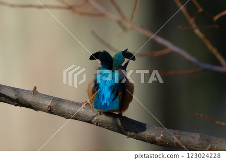 埼玉縣川越市川越水上公園的景觀池(船池)水邊的樹枝上,一隻翠鳥在樹枝上梳理羽毛 埼玉縣川越市川越水上公園的景觀池(船池)水邊的樹枝上,一隻翠鳥在樹枝上梳理羽毛 123024228