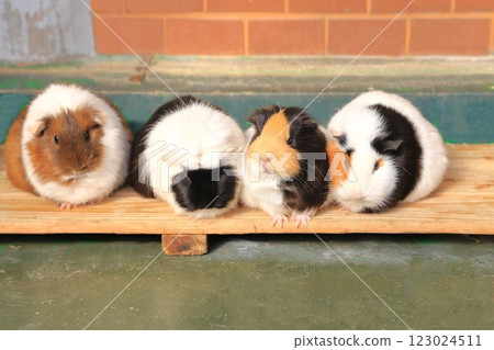 Children's Zoo Takashimadaira Branch: Cute guinea pigs 123024511