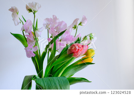 Sweet peas and tulips 123024528