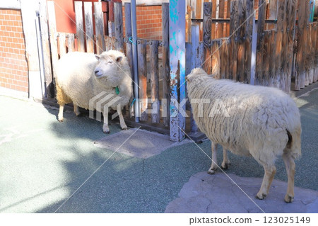 兒童動物園高島平分館羊 兒童動物園高島平分館羊 123025149