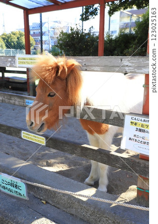 兒童動物園高島平分館 可愛的小馬駒 兒童動物園高島平分館 可愛的小馬駒 123025163