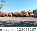 Cherry blossoms, Kiba Park, Koto-ku 123025267