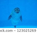 Seal Aquarium Cute 123025269