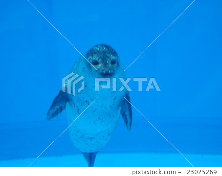 Seal Aquarium Cute Seal Aquarium Cute 123025269