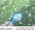White clover in spring in the park 123025270