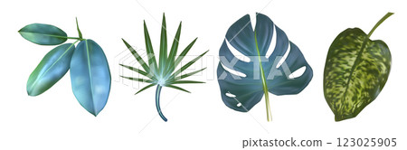 Monstera and palm leaf. Tropic plant isolated 123025905